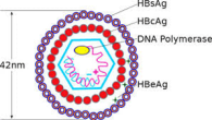 Virus viêm gan B ( HBV) và đường lây