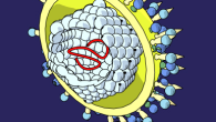 Virus viêm gan C - cách xác định nhiễm, mức nhiễm và tác hại.