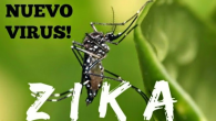Cách phòng vi rút ZIKA gây teo não như thế nào?