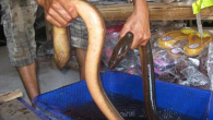 Vỗ béo lươn bằng thuốc tránh thai
