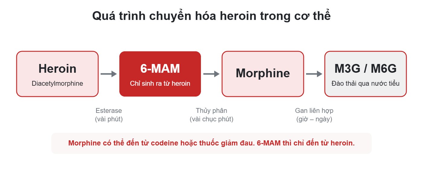 Sơ đồ chuyển hóa heroin thành 6-MAM rồi thành morphine