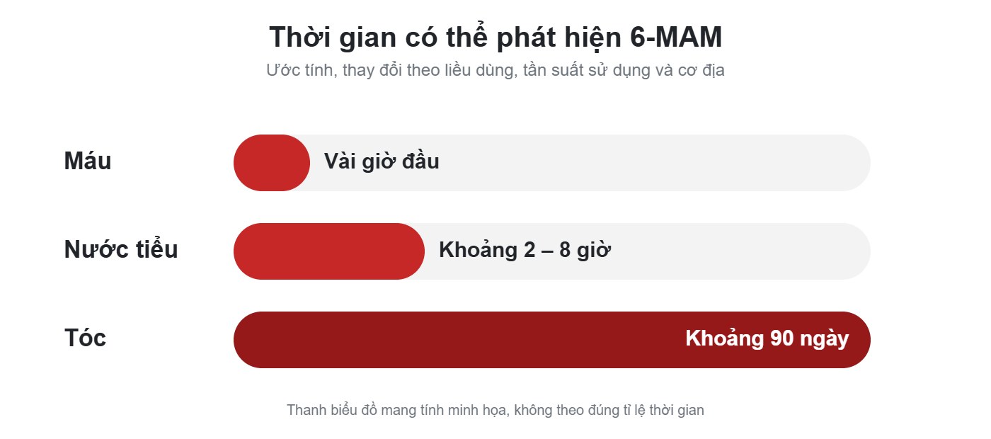 Thời gian phát hiện 6-MAM trong máu, nước tiểu và tóc